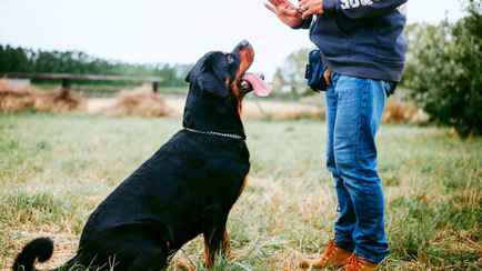 Как обучить собаку любой команде? Кинолог объяснил, как поможет «зарплата» и «хлопок»