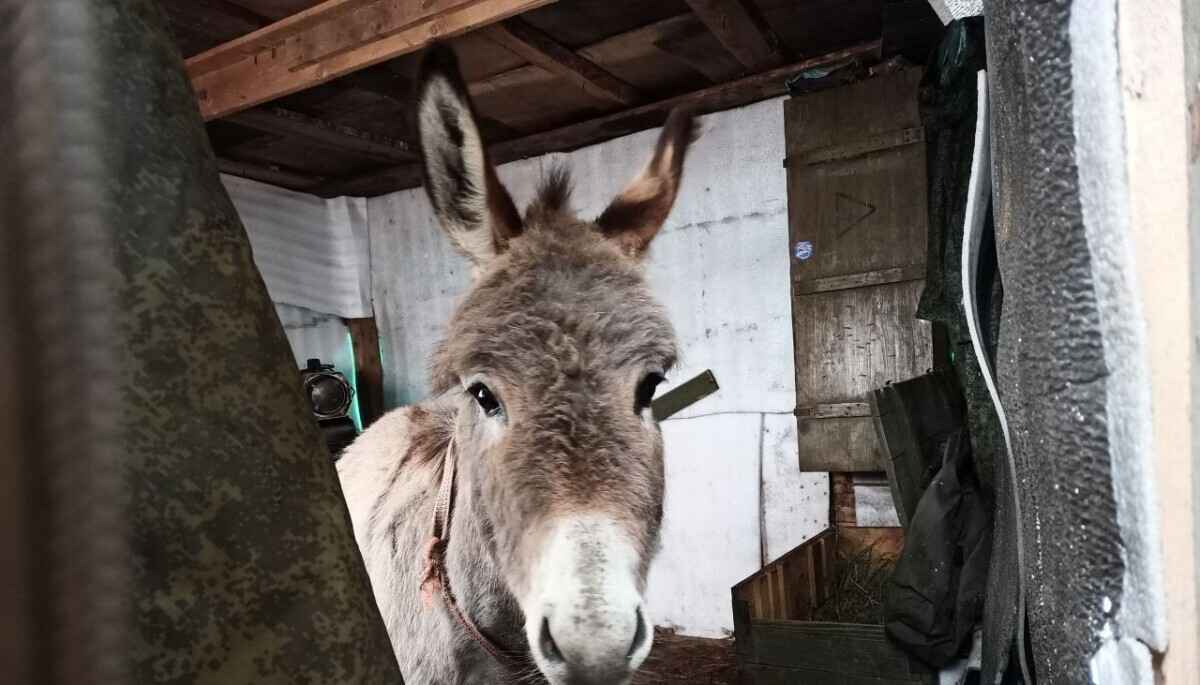 Фото: тг-канал ButusovPlus