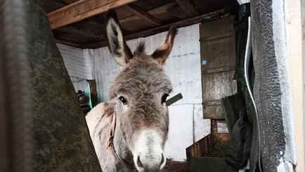 В Госдуме России объяснили, зачем отправляют на фронт ослов