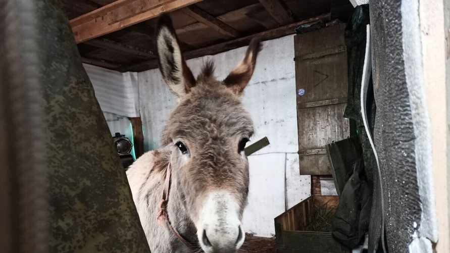 Фото: тг-канал ButusovPlus