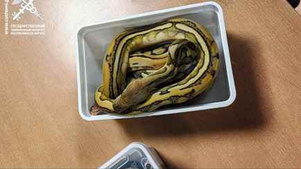 В автобусе из Польши снова пытались ввезти в Беларусь 15 питонов. Где спрятали теперь?