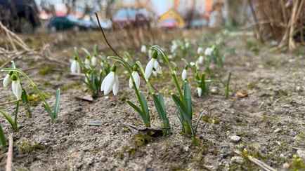 «Можно выгонять падчериц в лес» — На Минщине и Брестчине пошла вторая волна подснежников