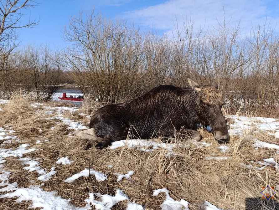 В МЧС показали, как спасли лося, который провалился под лёд на Гомельщине