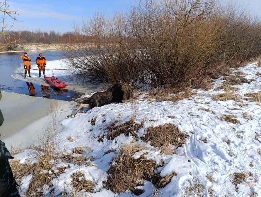 В МЧС показали, как спасли лося, который провалился под лёд на Гомельщине