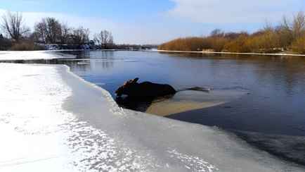 В МЧС показали, как спасли лося, который провалился под лёд на Гомельщине