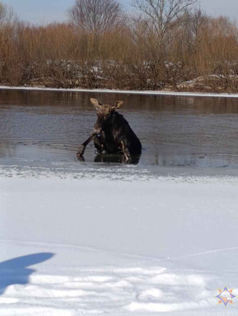В МЧС показали, как спасли лося, который провалился под лёд на Гомельщине