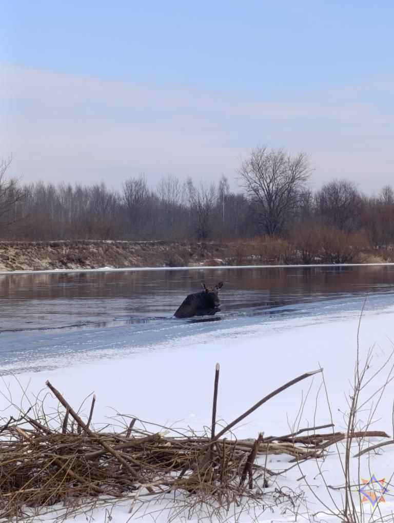 В МЧС показали, как спасли лося, который провалился под лёд на Гомельщине