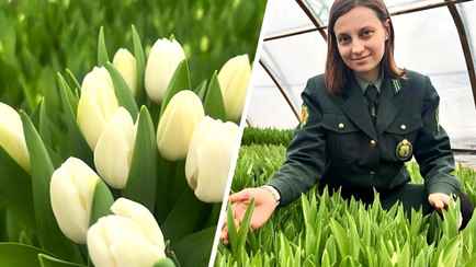 Лесхоз на Гомельщине вырастил первые тюльпаны «элитных голландских сортов». Сколько за штуку?