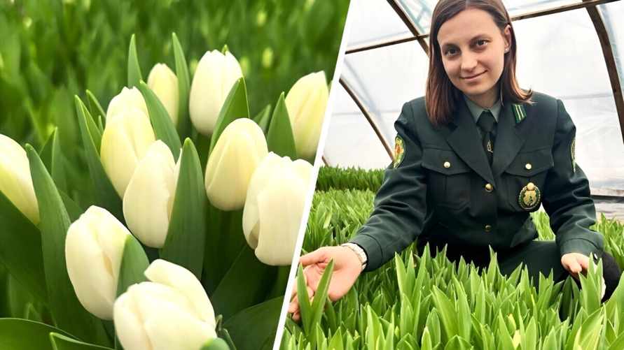 Лесхоз на Гомельщине вырастил первые тюльпаны "элитных голландских сортов". Сколько за штуку?