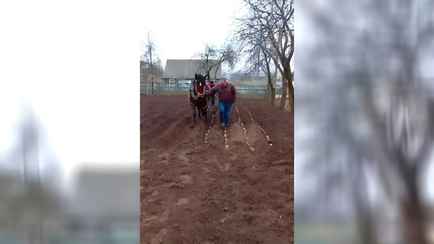 «Пускай развлекаются…» На Минщине 31 января посадили картошку. Что посоветовали пользователи TikTok?