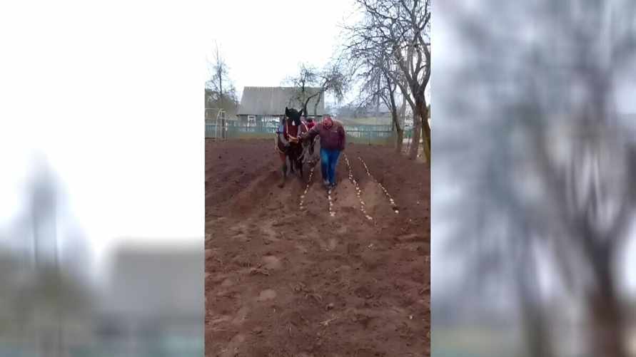 "Пускай развлекаются..." На Минщине 31 января посадили картошку. Что посоветовали пользователи TikTok?