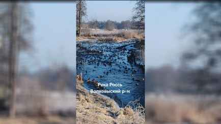 «Клондайк для охотников» — В TikTok показали нашествие уток на Гродненщине