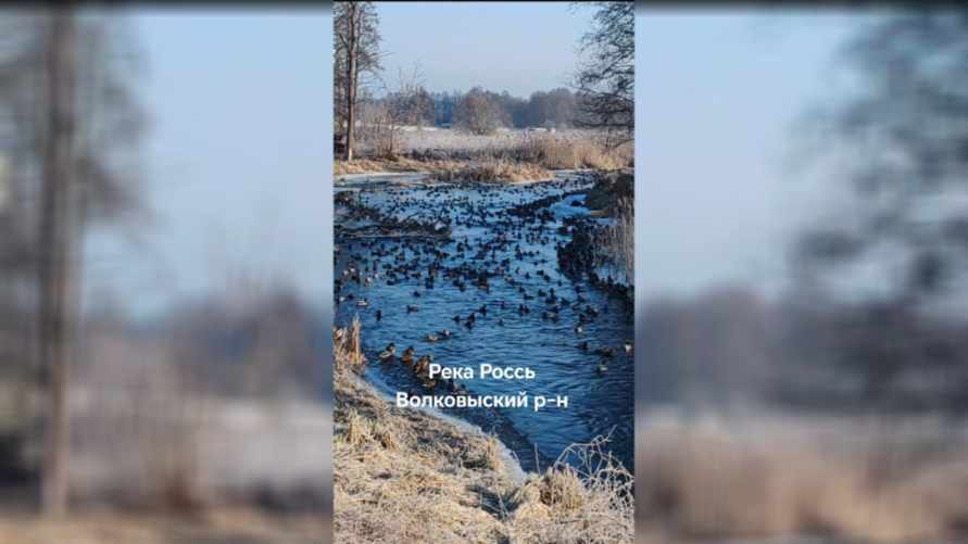 "Клондайк для охотников" - В TikTok показали нашествие уток на Гродненщине