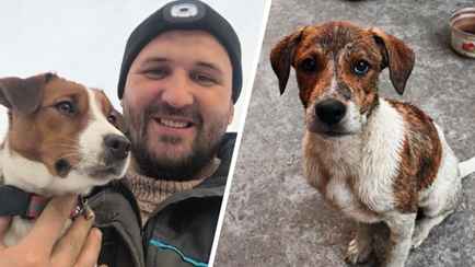 «Не скопирует ни один заводчик» — Кинолог назвал 4 причины выбрать дворняжку, а не породистую собаку