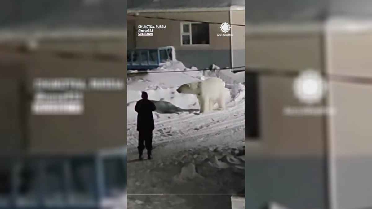«Слабоумие или отвага?» — Мужчина решил не убегать от белого медведя. Чем всё закончилось?