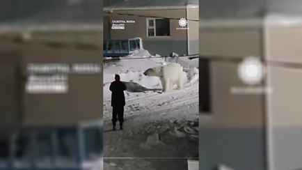 «Слабоумие или отвага?» — Мужчина решил не убегать от белого медведя. Чем всё закончилось?