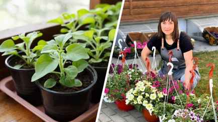 Эти 3 гибрида петуний превратят сад и балкон в цветущий рай! Садовод раскрыла секреты выращивания рассады из семян