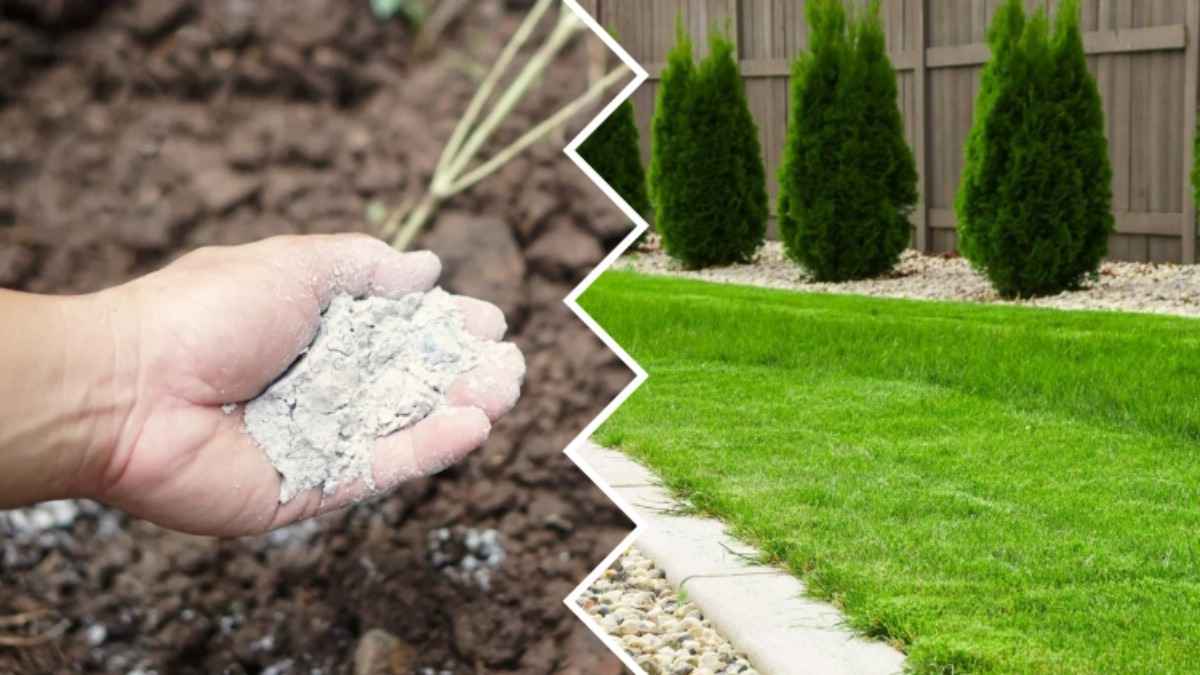 Посыпьте газон этим в феврале - и он отблагодарит красивой зеленью. Когда удобрение не нужно?