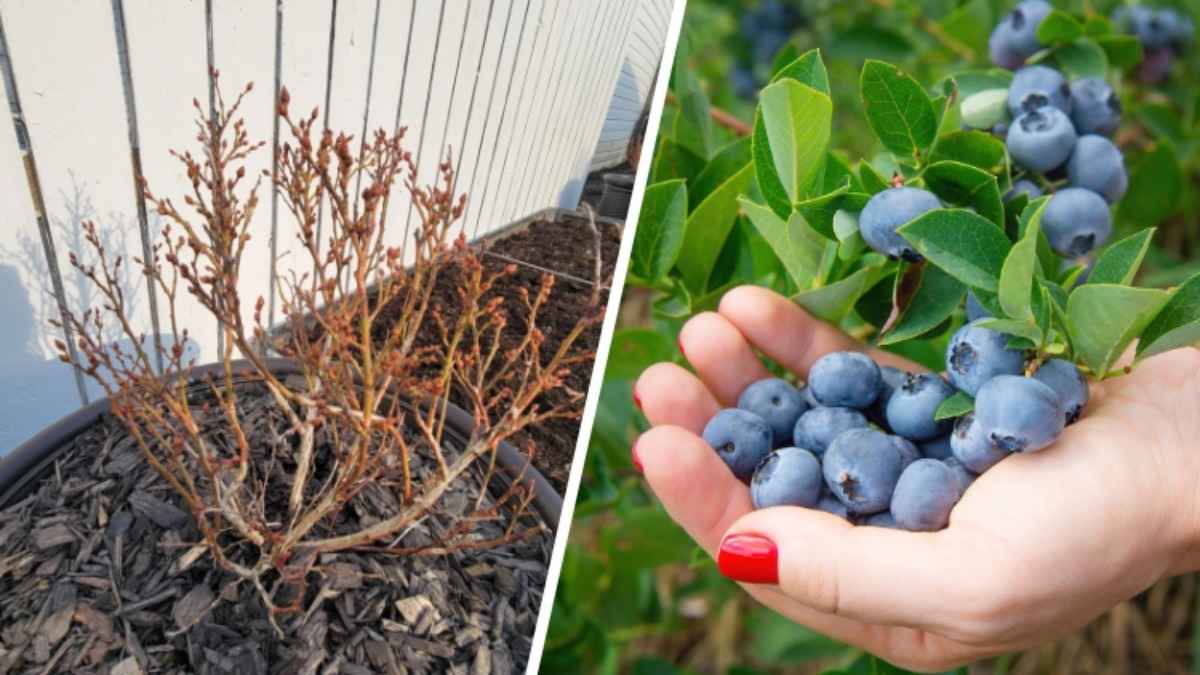 Сделайте это с голубикой в феврале - и урожая станет больше. А чем подкормить весной?