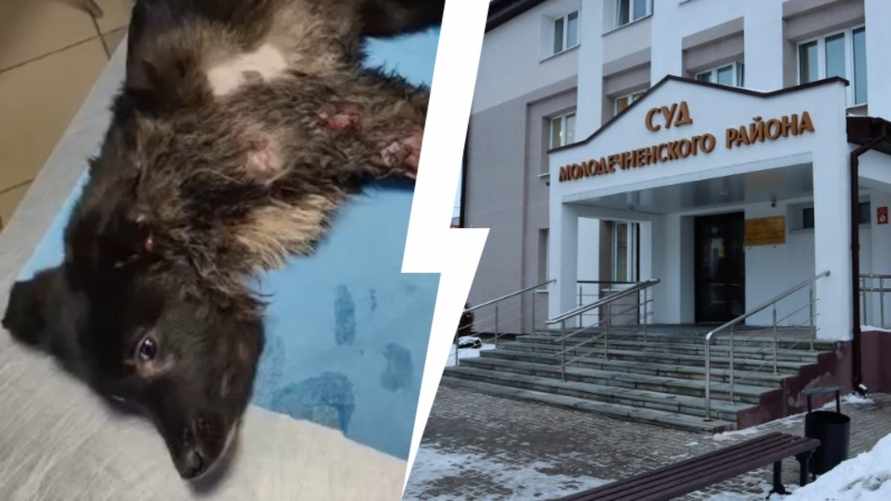 Суд в Молодечно вынес приговор волонтёру, которая брала деньги за лжеспасение собак