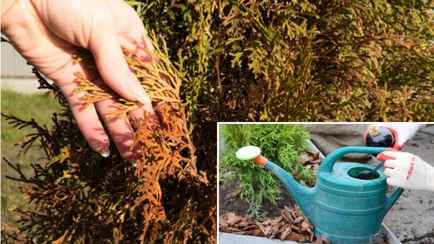 Как помочь «порыжевшим» туям в феврале? Вот 6 ложек какого продукта вернут им былой вид