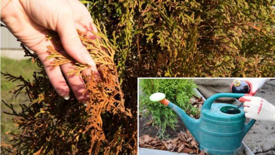 Как помочь "порыжевшим" туям в феврале? Вот 6 ложек какого продукта вернут им былой вид