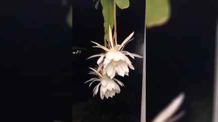 В Сети показали цветение «Царицы ночи», которая распускается лишь раз в 365 дней. Но есть нюанс