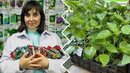 Замочите семена перца в этих настоях — и рассада вырастет крепкой. Садовод раскрыла формулу идеальной даты посева