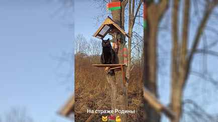 «Мышь не прошмыгнёт!» — Кот-«пограничник» Черныш покорил сердца белорусов в TikTok