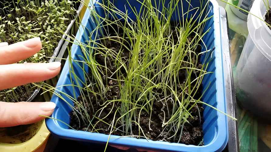 Фото: cкрин YouTube Мартина Дача