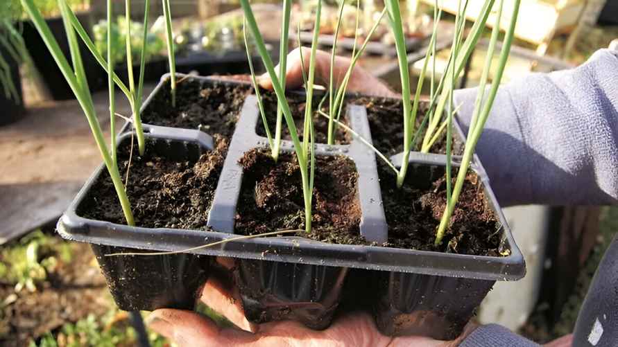 Фото: dishcuss.com