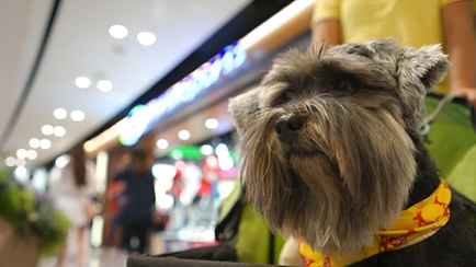 Когда белорусам все же можно заходить с собакой в магазин? Зоозащитница объяснила, как на самом деле работает новый закон