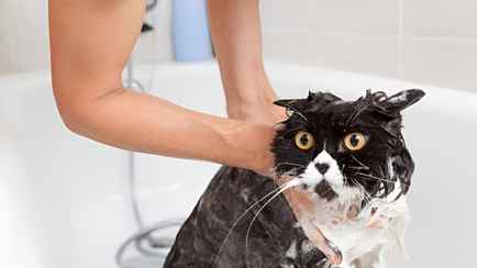Почему нельзя мыть кошек? Ветеринар назвала только 4 исключения