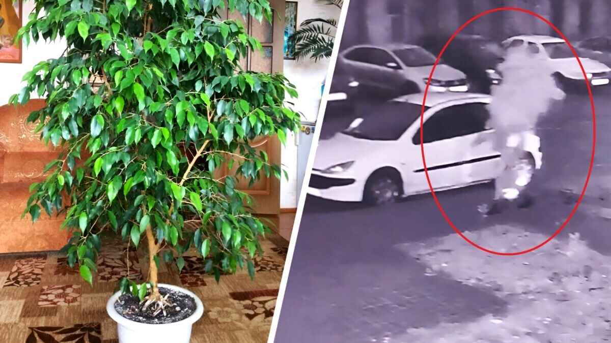 Милиция Пинска возбудила уголовное дело за кражу фикуса из подъезда. Сколько лет грозит?