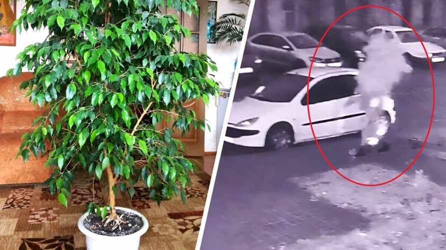 Милиция Пинска возбудила уголовное дело за кражу фикуса из подъезда. Сколько лет грозит?