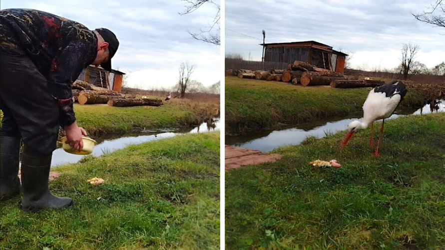 «Издалека узнаёт» — На Витебщине мужчина всю зиму подкармливал аиста, не улетевшего на юг