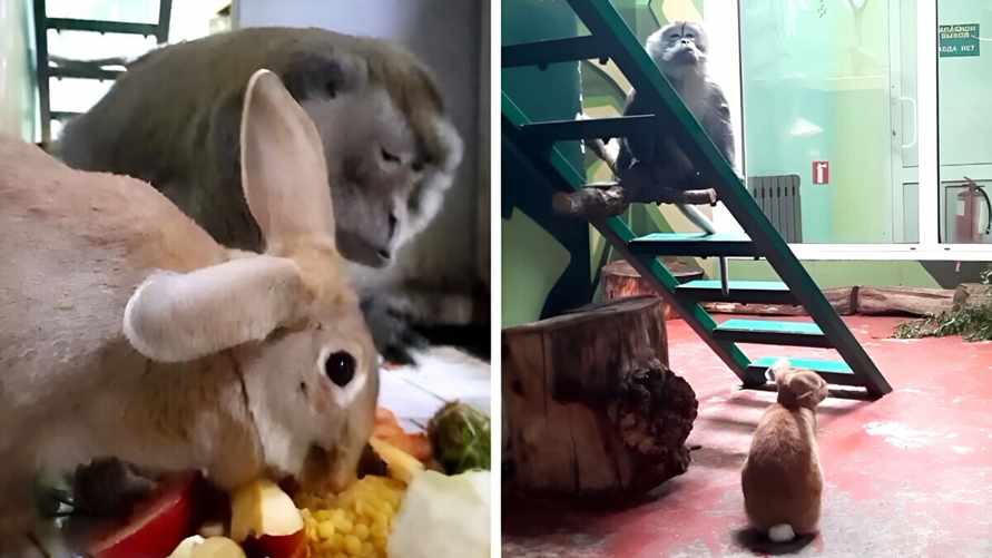 "Живут вместе уже 5 месяцев" — В Гродненском зоопарке подружились кролик и макака