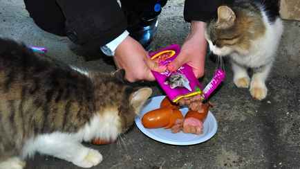 Можно ли в Беларуси получить штраф, покормив бездомных животных? Юрист ответила