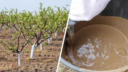 Эту процедуру важно провести с плодовыми деревьями в конце февраля-начале марта. Как защитит от трещин и вредителей?