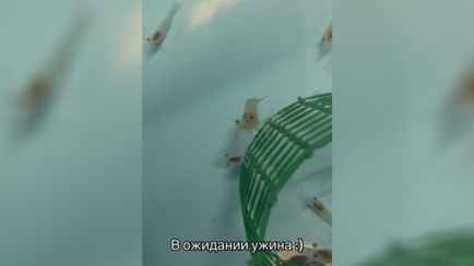 «То есть это уже не анекдот?» — Предприниматель показал в ТikTok первую ферму с белорусскими креветками