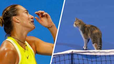 Кошка вмешалась в матч Соболенко на турнире WTA 1000. Но в сенсационном провале теннисистки виновна не она