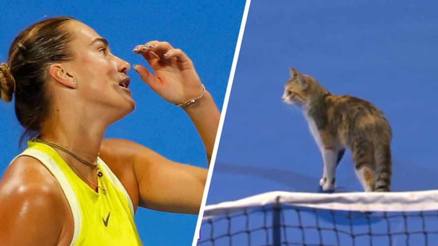 Кошка вмешалась в матч Соболенко на турнире WTA 1000. Но в сенсационном провале теннисистки виновна не она