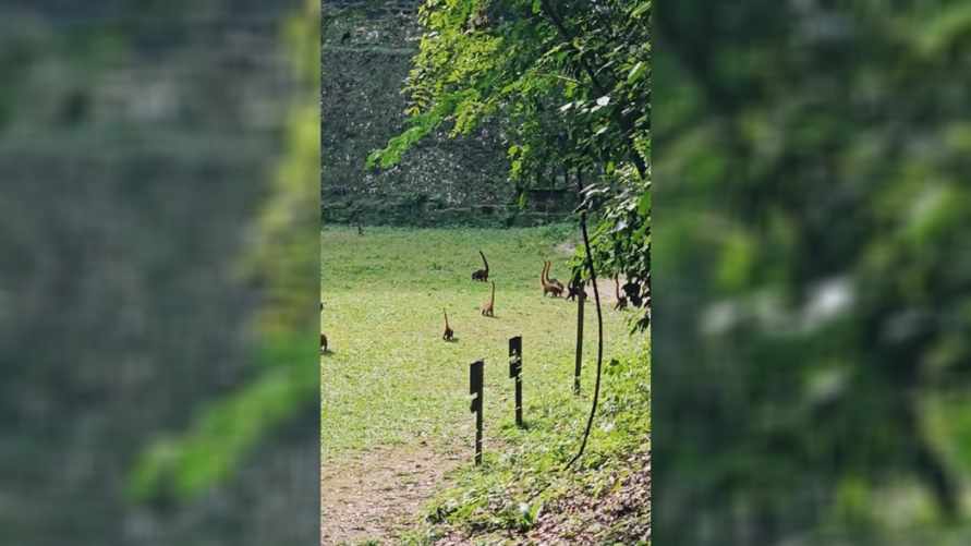 В Tik Tok показали «мини-динозавров» из Гватемалы. Почему «выглядят такими реальными»?