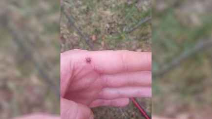 «В этом году в лесах будет тьма» — Белорус пожаловался на клещей в феврале возле речки. Как от них защититься?