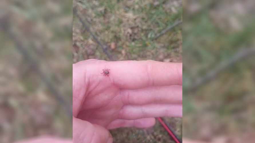 "В этом году в лесах будет тьма" - Белорус пожаловался на клещей в феврале возле речки. Как от них защититься?