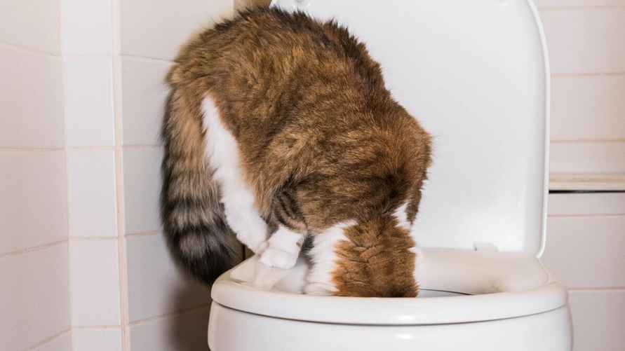 Фото: Adobe Stock