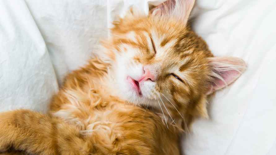 Фото: Shutterstock