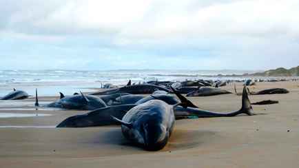 В Австралии впервые за 50 лет на берег выбросились больше 150 китов
