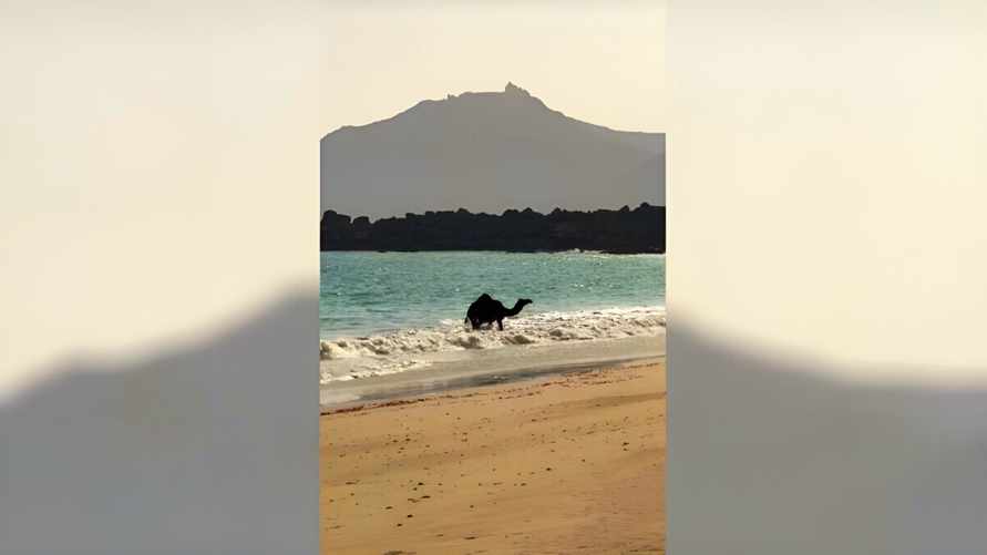 "Даже верблюд на море, а я нет" — Ролик с купающимся животным в Омане собрал 14 млн просмотров в TikTok