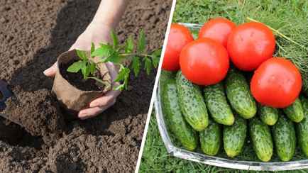 Как правильный план посадок увеличивает урожайность? Секреты, чтобы ветки ломились от помидоров, огурцов и перцев